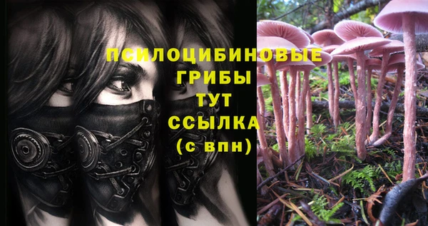 ешки Аркадак